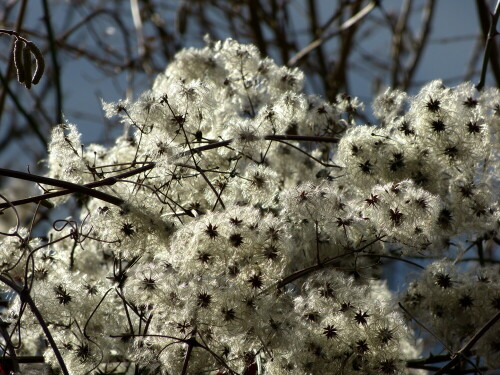 schneeersatz-gemeine-waldrebe-im-winter-2013-9279.jpeg