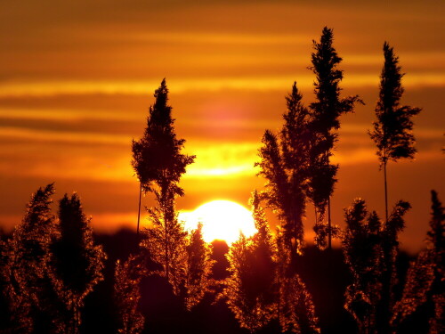 abendsonne-an-der-altmuhl-10103.jpeg