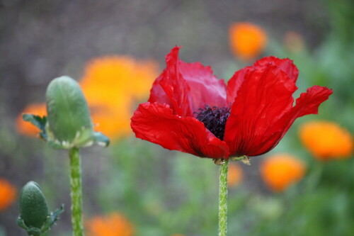 mohnblume-im-mai-16574.jpeg