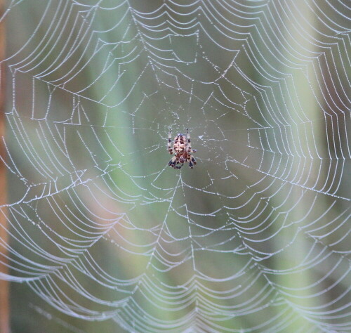araneus-marmoratus-in-ihrem-netz-10661.jpeg