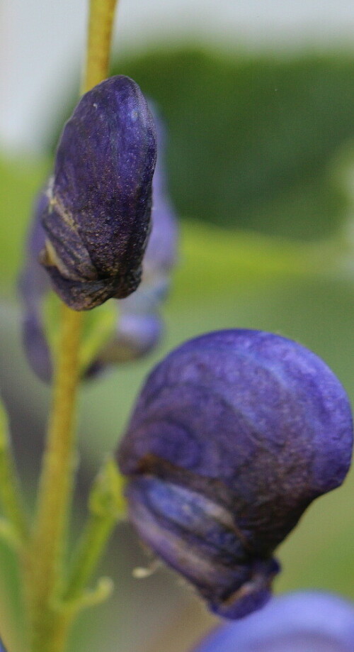 eisenhut-aconitum-geschlossen-10788.jpeg