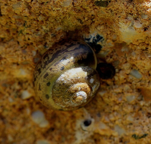 strauchschnecke-fruticicola-fraticum-10784.jpeg