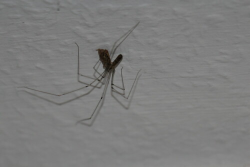 mahlzeit-zitterspinne-pholcus--11247.jpeg