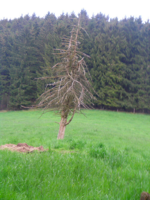 durre-fichte-picea-abies-a-die-11867.jpeg