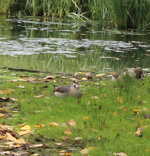 nilgans-ruht-11973.jpeg
