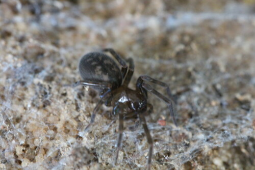 bodentrichterspinne-coelotes-atropos-12187.jpeg