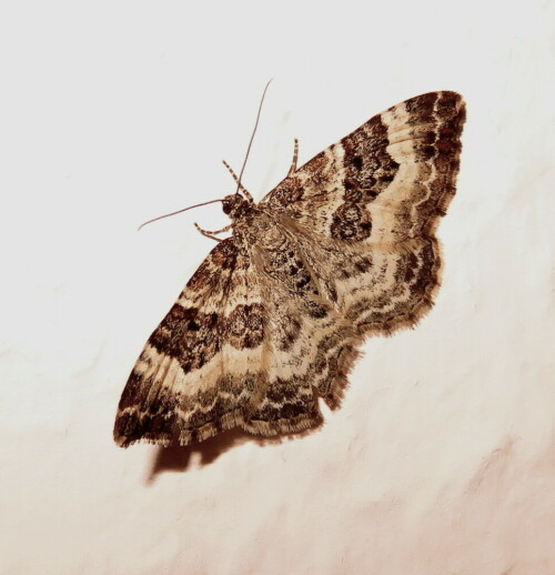 graubinden-labkrautspanner-epirrhoe-alternata-14024.jpeg