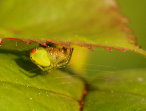 kurbisspinne-araniella-cucurbitina-14043.jpeg