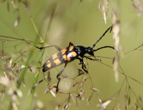 vierbindiger-schmalbock-strangalia-quadrifasciata-14355.jpeg