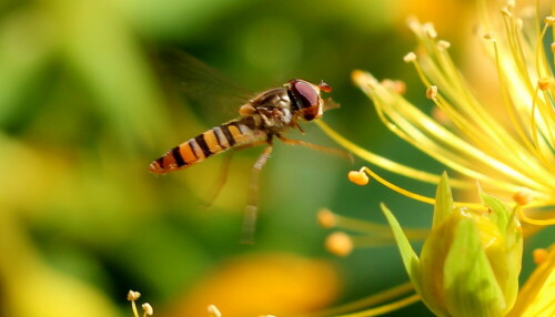 schwebfliege-episyrphus-baltea-14475.jpeg