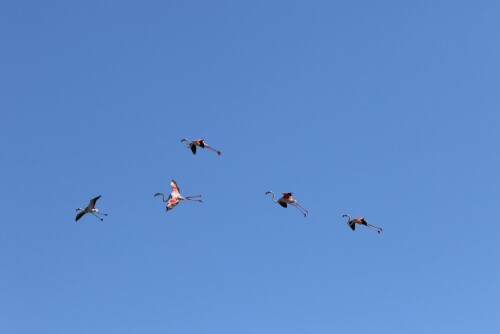 flamingos-im-flug-14960.jpeg