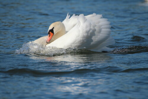 schubbernder-schwan-14998.jpeg