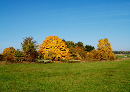 bunter-herbst-23729.jpeg