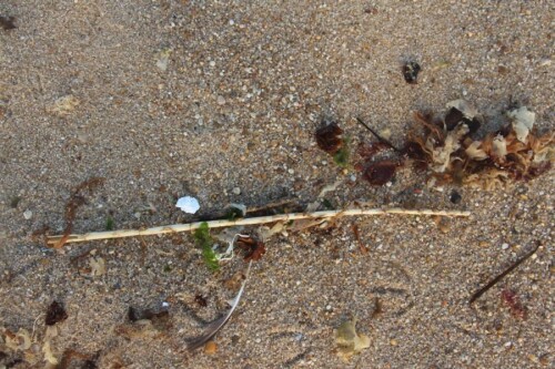 treibgut-am-strand-15488.jpeg