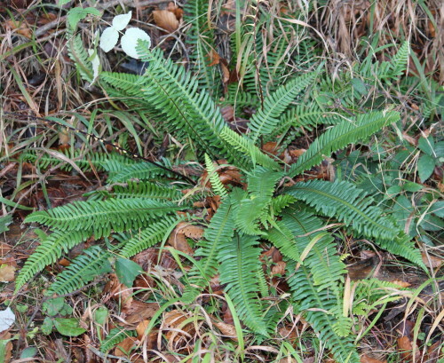 rippenfarn-blechnum-spicant-15678.jpeg
