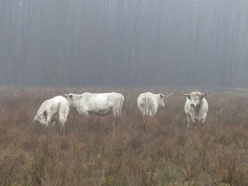 englische-parkrinder-im-nebel-16026.jpeg