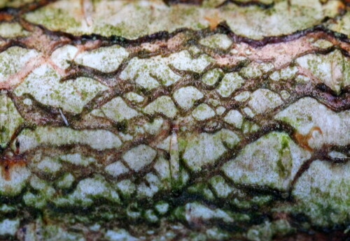 birkenast-muster-ii-16148.jpeg