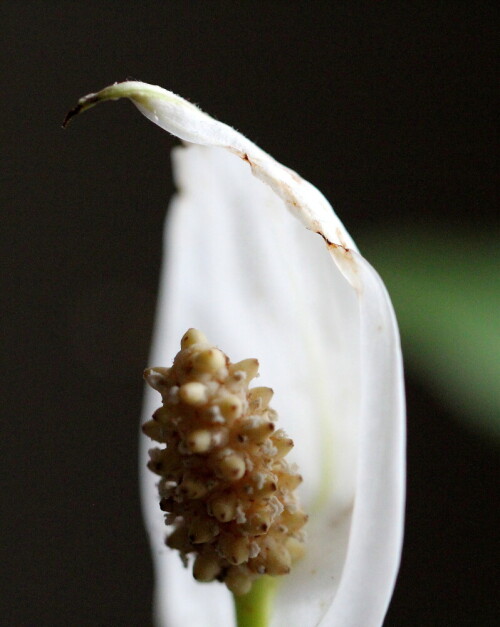 einblatt-spathiphyllum-blute-16113.jpeg