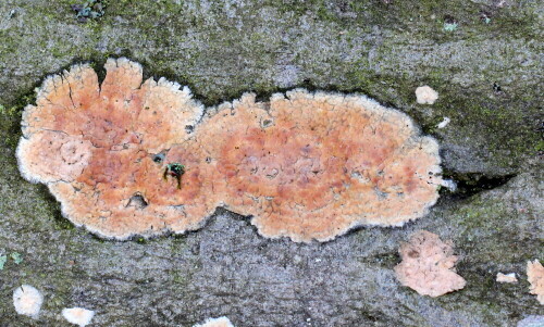 fleischroter-zystenrindenpilz-peniophora-incarnata-16203.jpeg