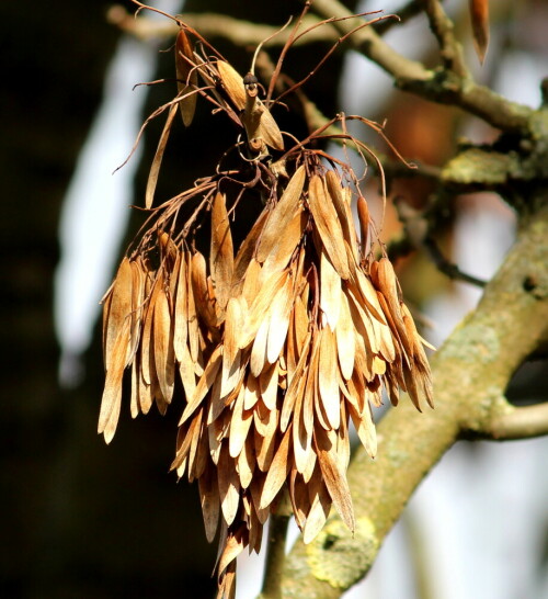 fruchtstand-der-esche-fraxinus-excelsior-16205.jpeg