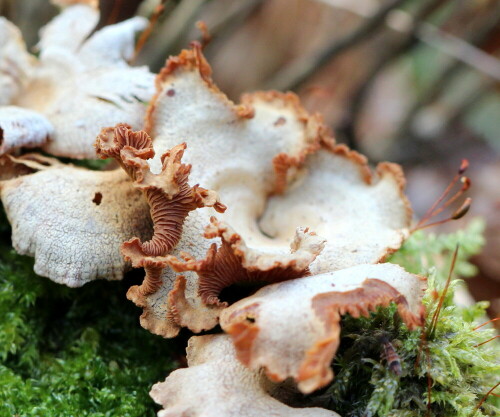 spaltblattling-schizophyllum-commune-16150.jpeg