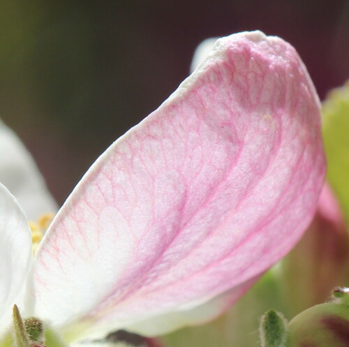 blatt-einer-apfelblute-17050.jpeg