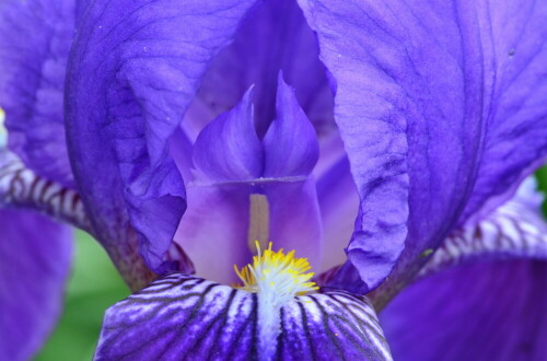 blauer-lilientempel-17087.jpeg