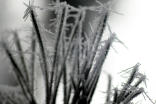 kiefernadeln-mit-raureif-01-18216.jpeg