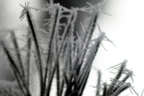 kiefernnadeln-mit-raureif-01-18215.jpeg