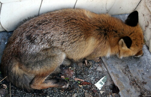 ein-verwundeter-rotfuchs-vulpe-18525.jpeg