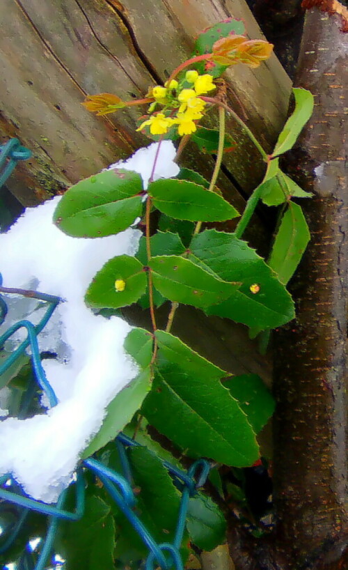 gewohnliche-mahonie-mahonia-aq-18792.jpeg