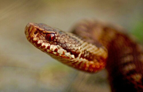 vipera-berus-19641.jpeg