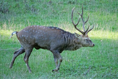 sikahirsch-21636.jpeg