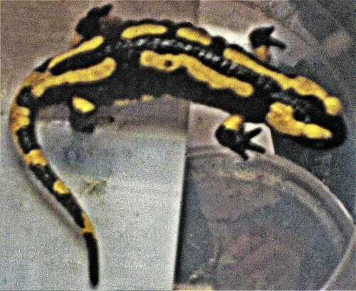 gebanderter-feuersalamander-sa-21783.jpeg