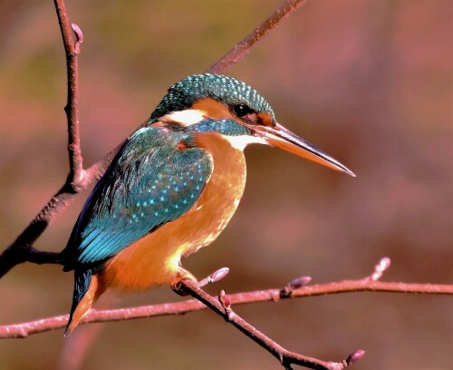 eisvogel-22175.jpeg