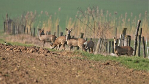rehe-22526.jpeg