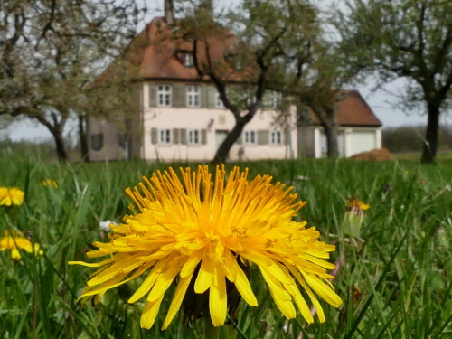 lowenzahnblute-an-menagerie-in-triesdorf-22540.jpeg