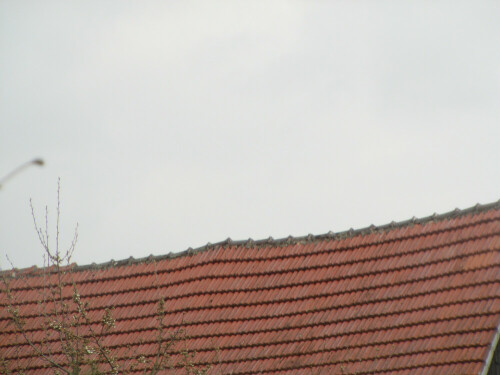 dachfirst-einer-stallung-in-kirchvers-22572.jpeg
