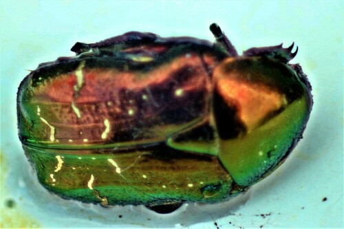 goldglanzender-rosenkafer-cetonia-aurata-l-1761-22638.jpeg