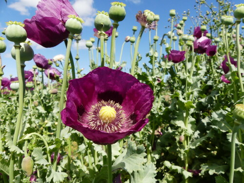 schlafmohn-unter-friesischem-himmel-23264.jpeg