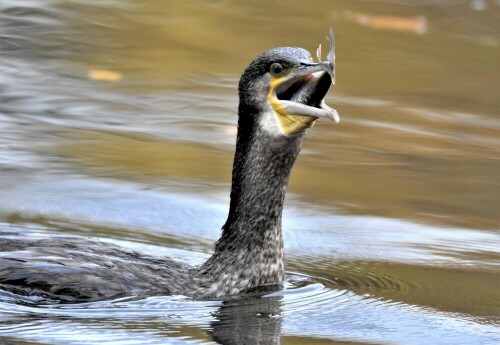 kormoran-22997.jpeg