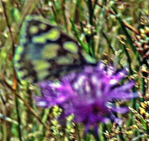 schach-oder-damenbrett-melanargia-galathea-l-1758-23138.jpeg
