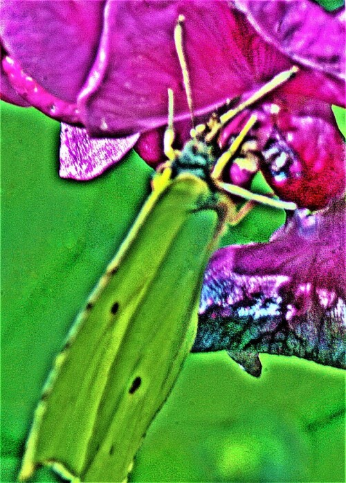 zitronenfalter-gonepteryx-rhamni-l-1758-mannlich-23162.jpeg