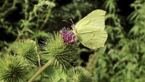 zitronenfalter-auf-einer-distel-24587.jpeg