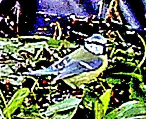 blaumeise-cyanistes-caeruleus--23492.jpeg