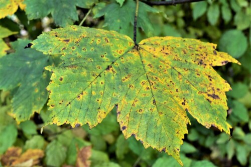 herbst-23511.jpeg