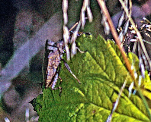 lederwanze-coreus-marginatus-l-1758-23515.jpeg
