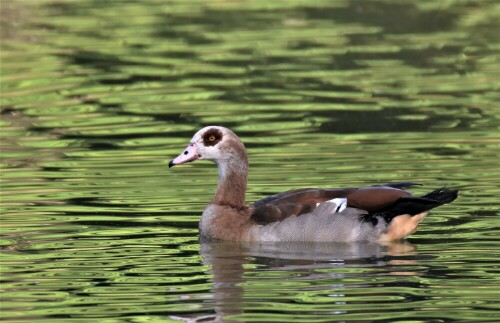nilgans-23657.jpeg
