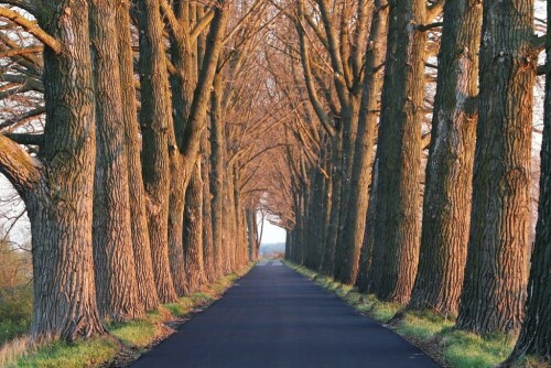 allee-auf-weichseldamm-23835.jpeg