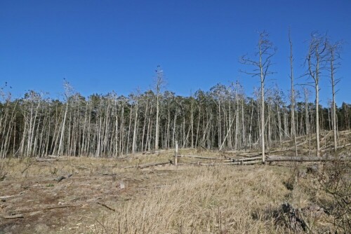 wald-von-kormorankot-abgestorben-23816.jpeg